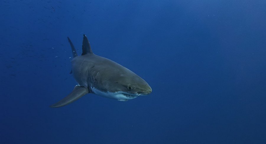 hervey bay there sharks wildlife shark potential dangers whether stranger chance land always sea australia