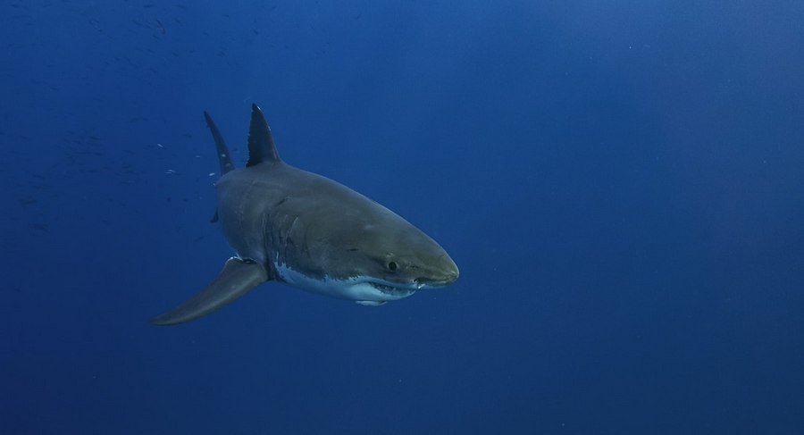 Great white shark