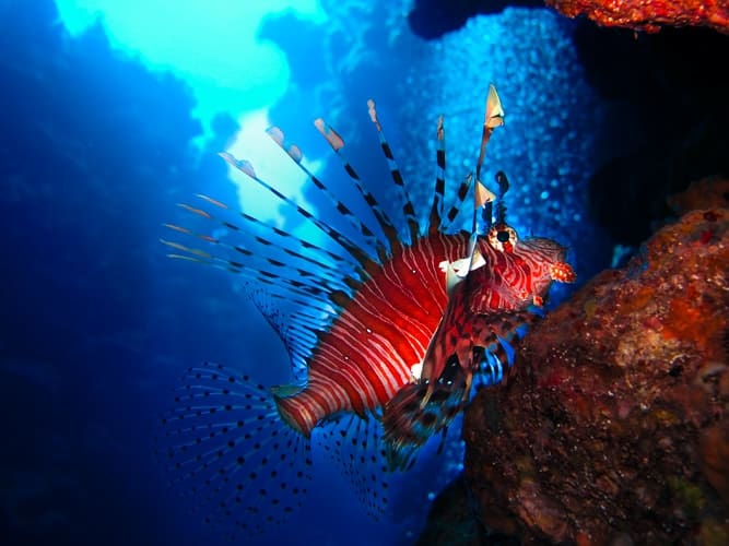 Top 5 Most Dangerous Sea Creatures In The Australian Ocean