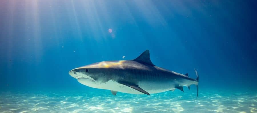 sharks at fraser island