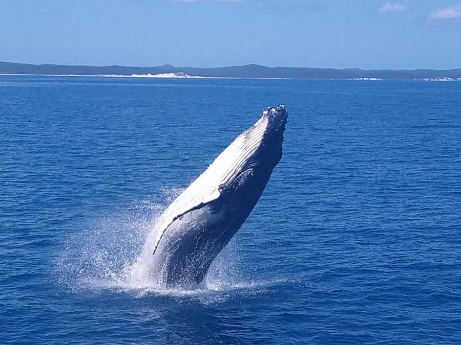 What Is The Best Whale Watching Tour In Hervey Bay?