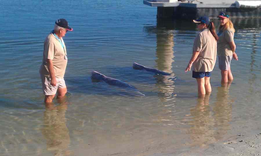 Where Can I Feed Dolphins At Tin Can Bay