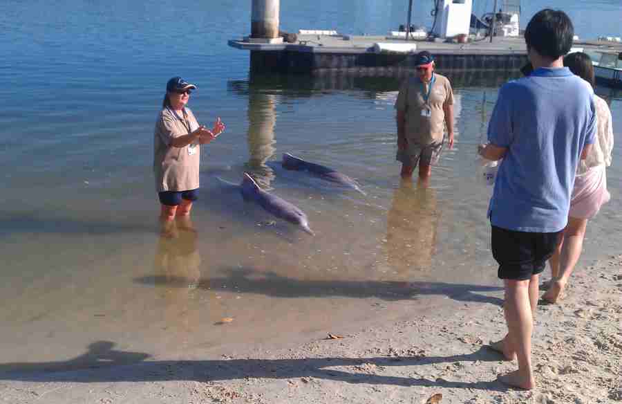 dolphin feeding tin can bay