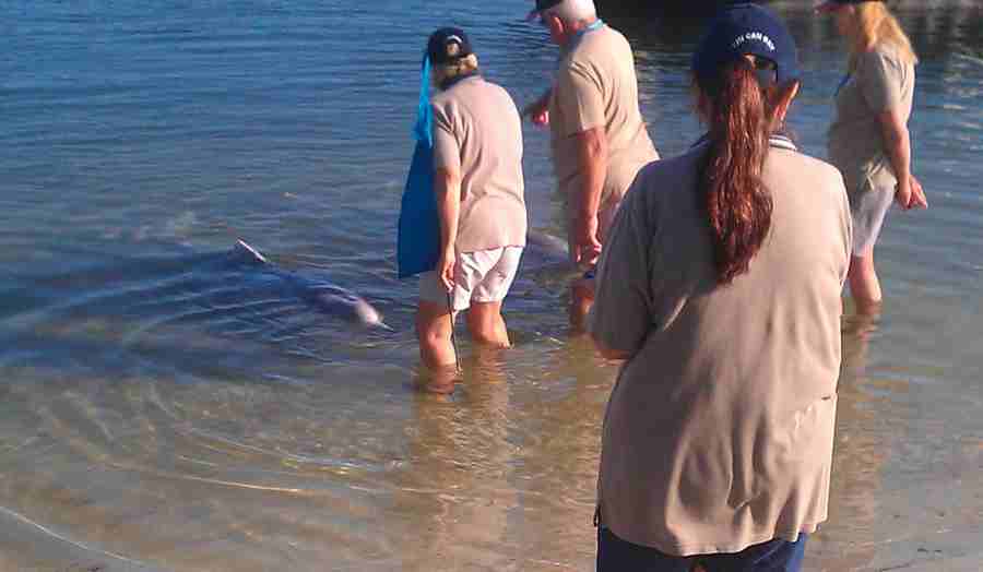 dolphin feeding