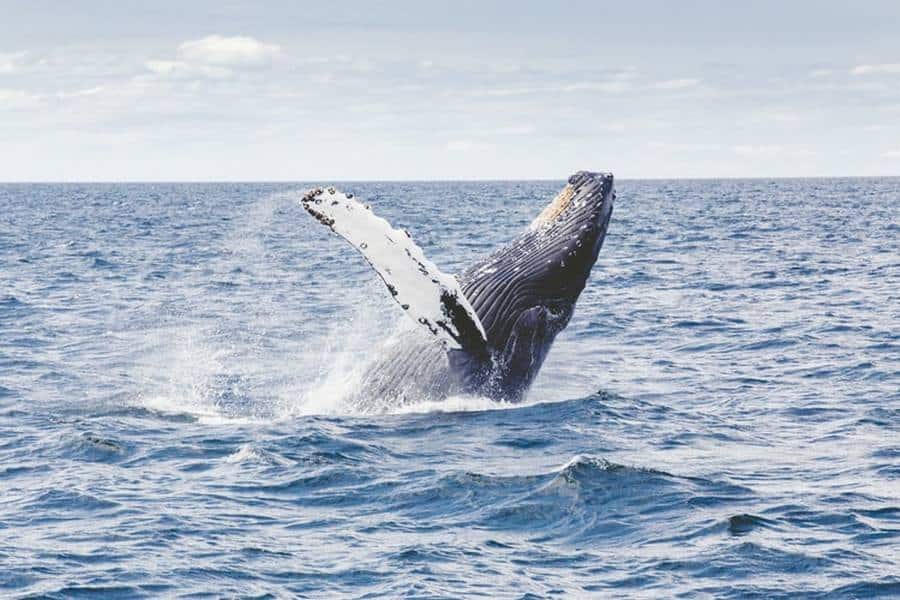 When Can You See Whales In Hervey Bay