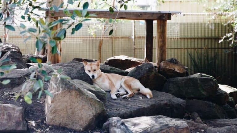 How Many Dingoes Are Left On Fraser Island?