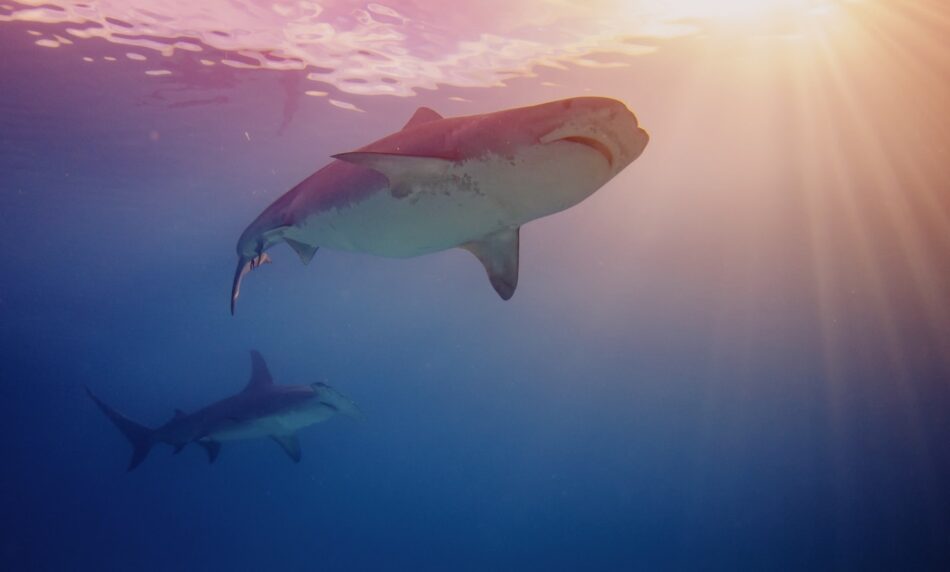 Are There Sharks At Woodgate Beach