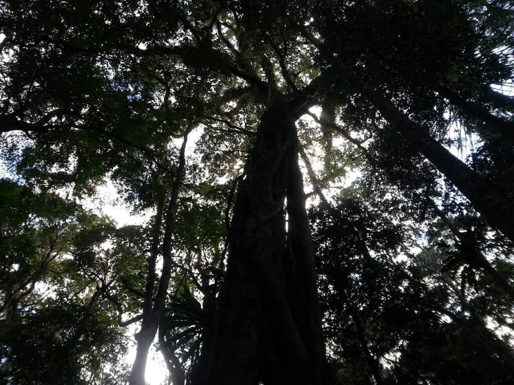 state forest trees