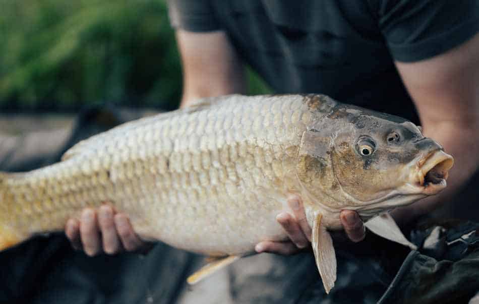 Carp for bait