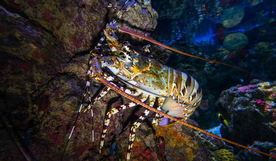 Can You Catch Lobsters In Tasmania