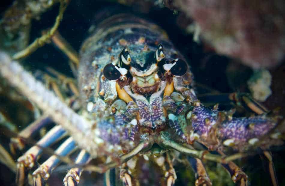 Lobsters In Tasmania