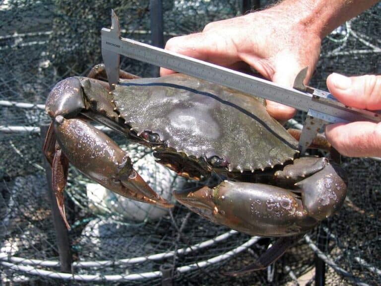 Are Crab Pots Legal In NSW? What You Need To Know