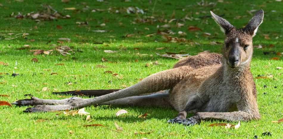 Perth kangaroo