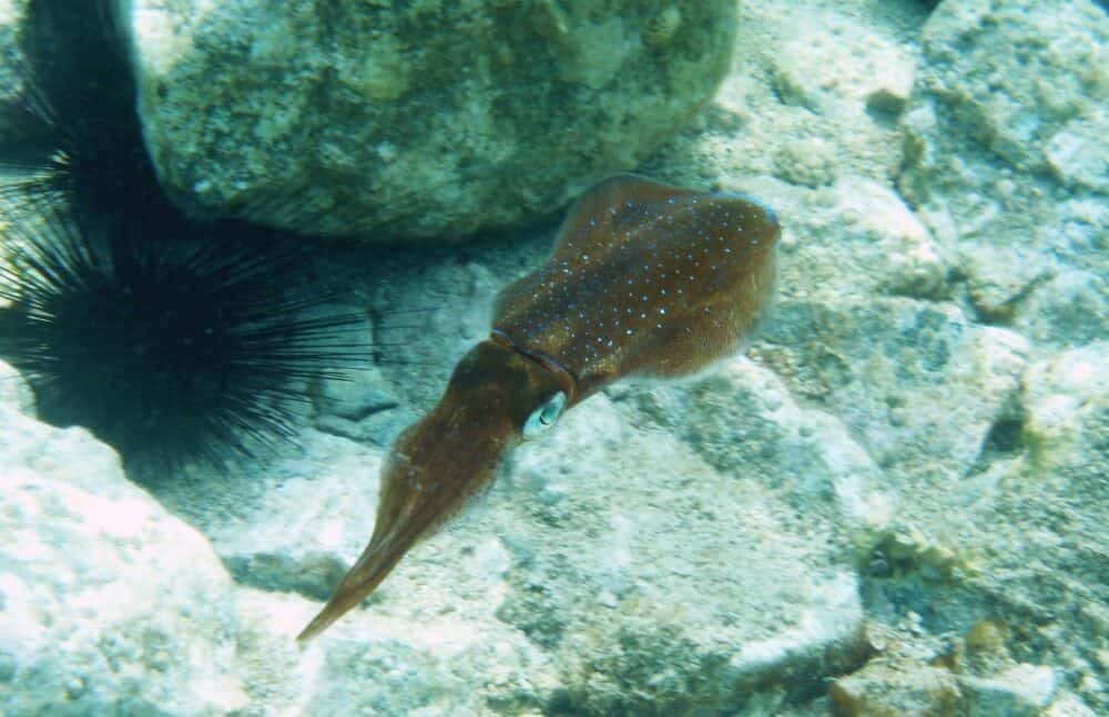 Squid Fraser island