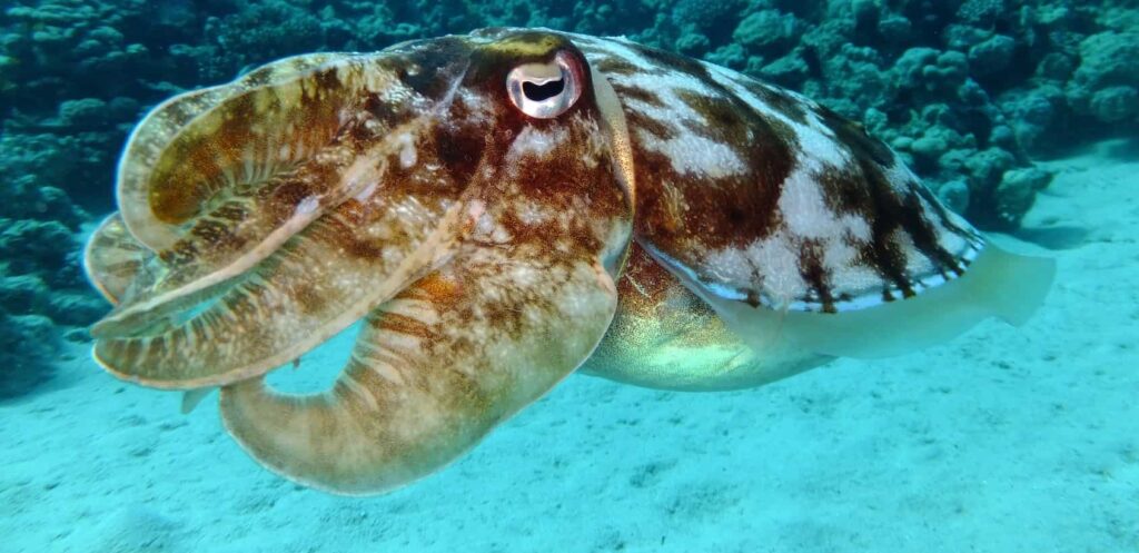 Squid on Fraser Island