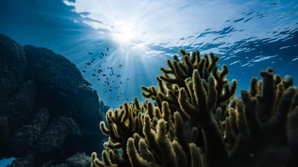 snorkeling In The Day Time