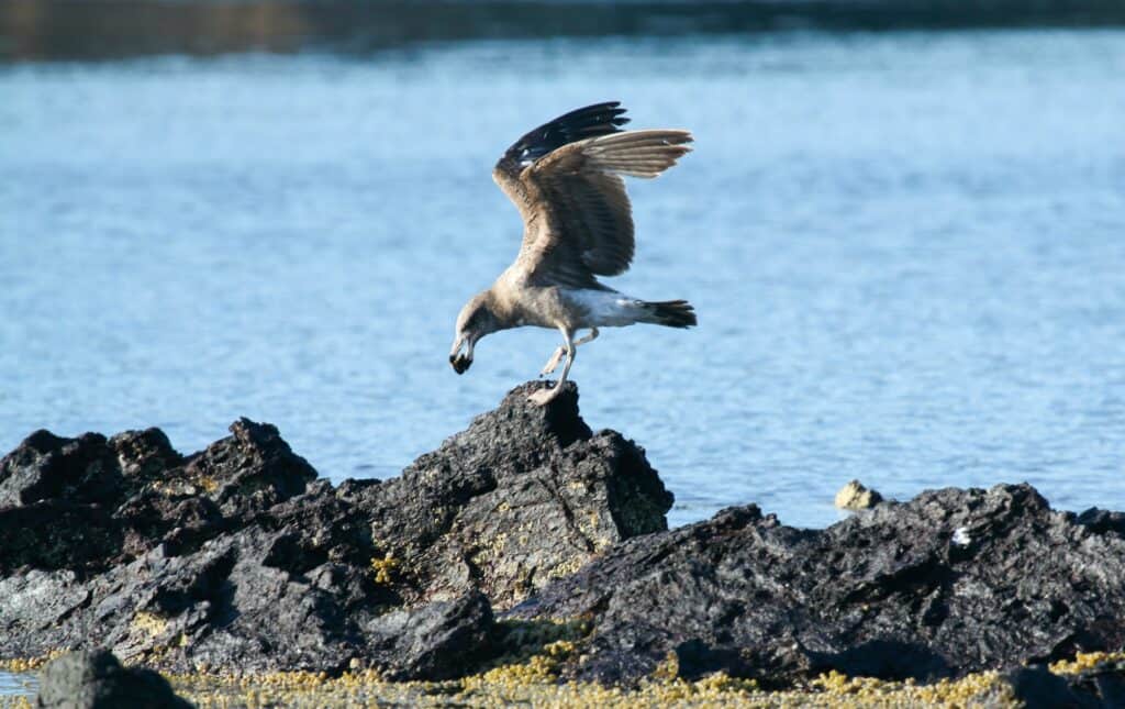 Port Phillip Bay