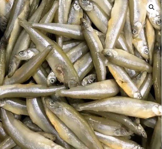 Whitebait