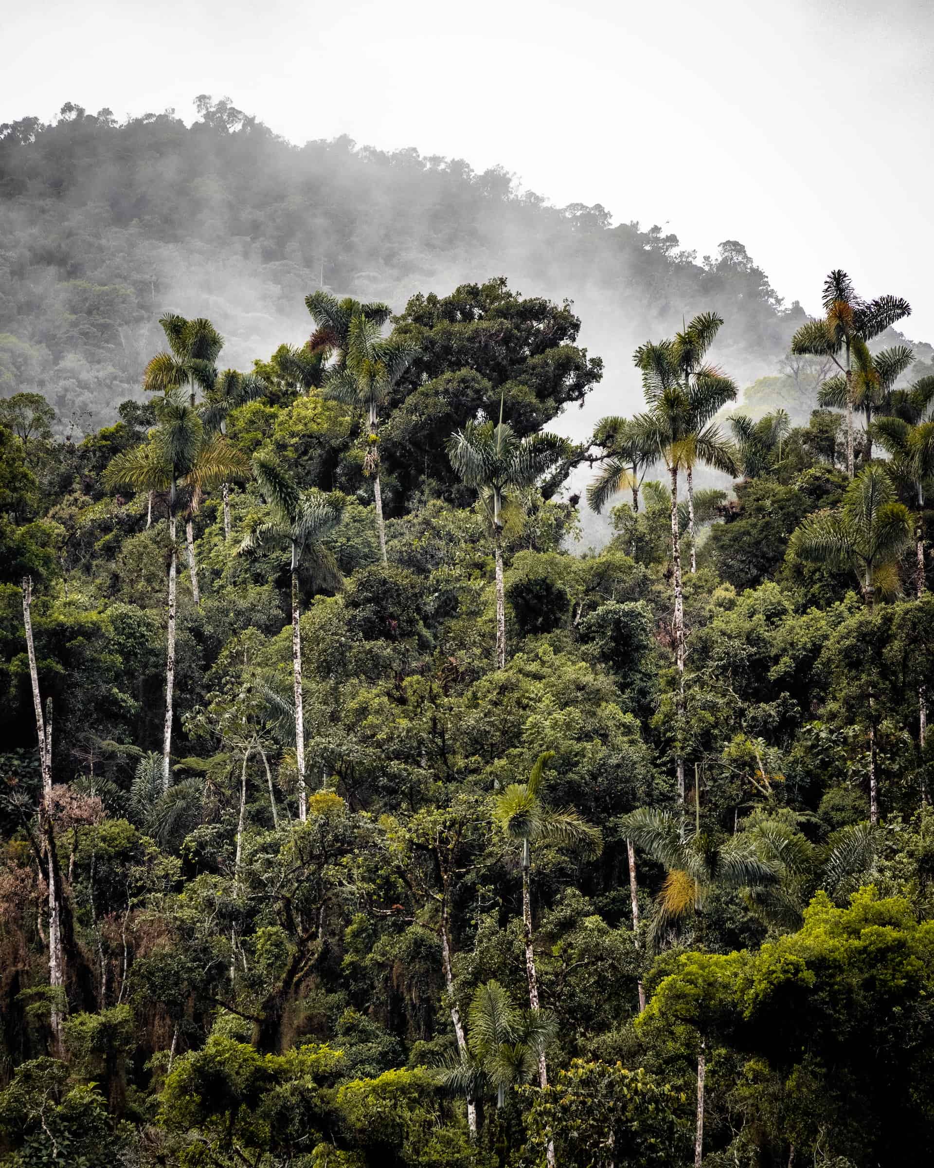 amazon trees