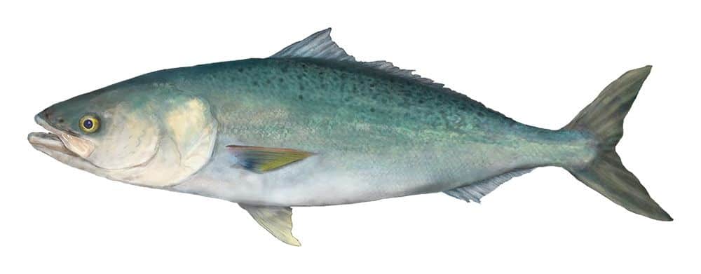 Australian-salmon