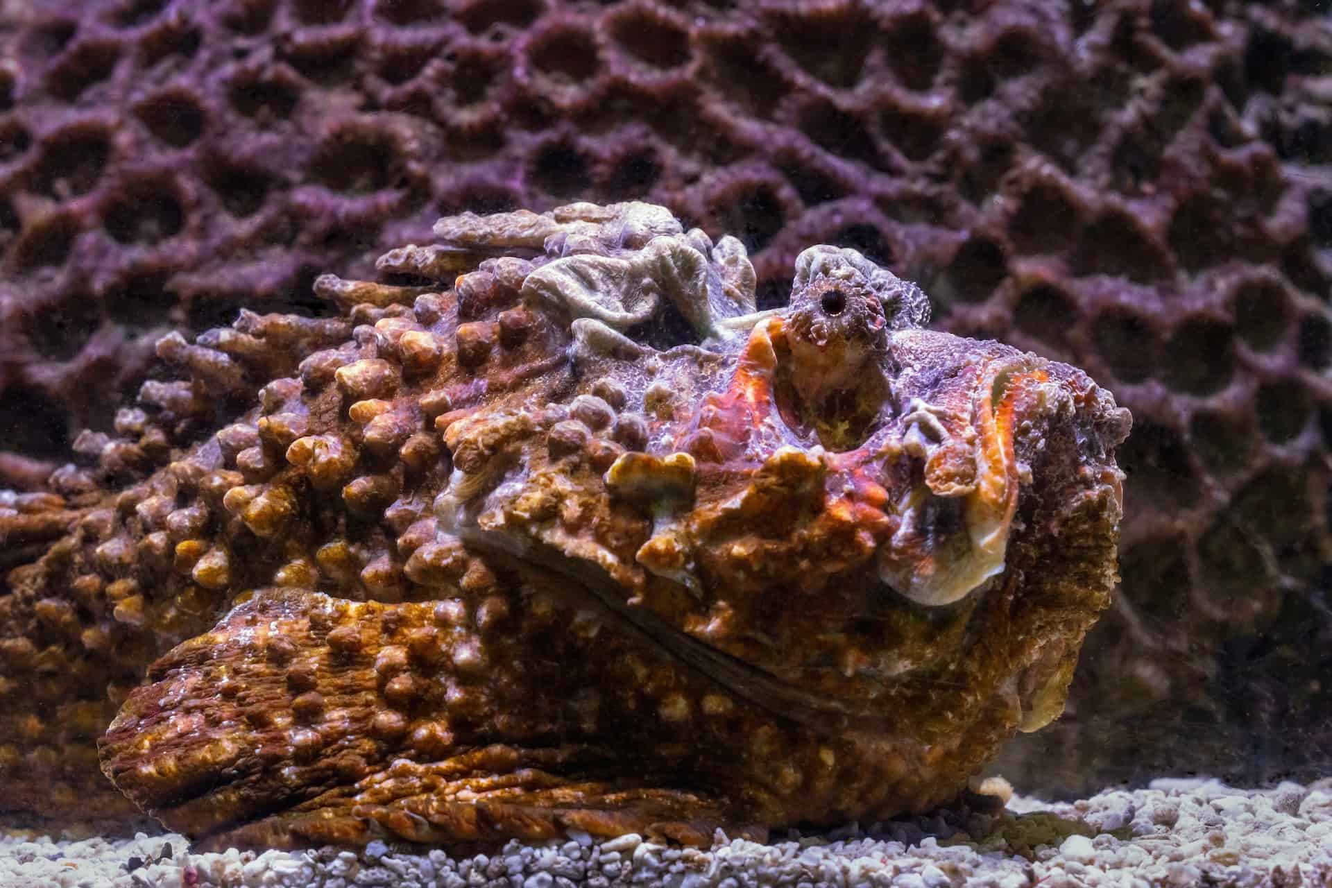 stonefish sting effects